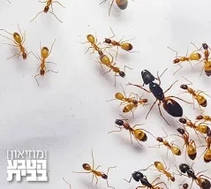 נמלים