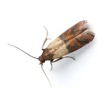 עשים